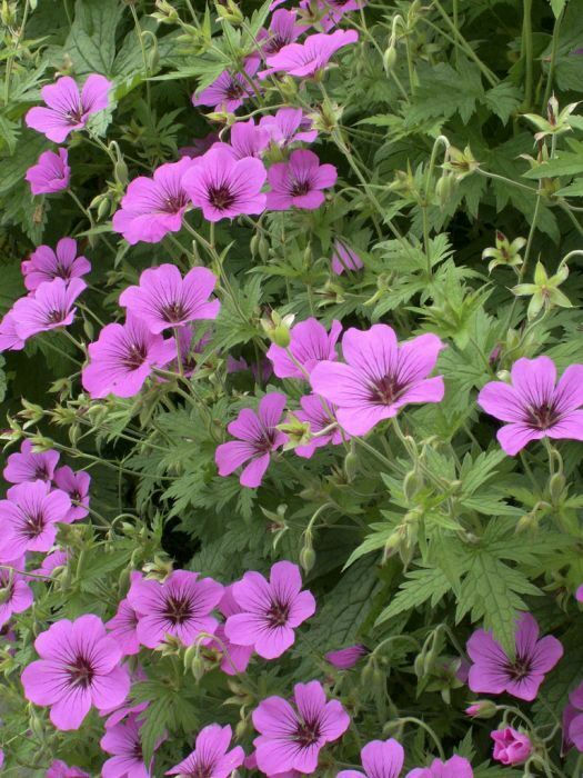 Thumbnail: Geranium 'Patricia' 'Brempat' , dense carmine flowers all summer