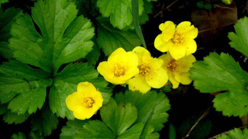 Waldsteinia ternata s/divisionsyellow strawberrylike flower - Pack of 5