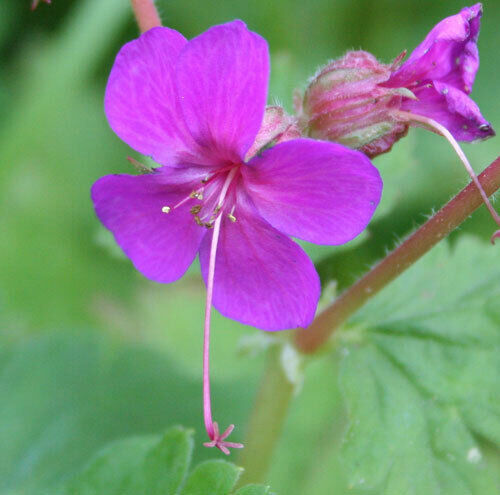 Geranium macrorrhizum Cranesbill - Pack of 5