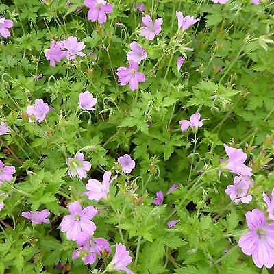 Geranium x oxonianum , non stop pale pink flowers