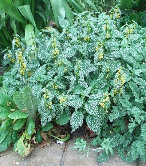 Thumbnail: Luzula sylvatica variegated - Pack of 5