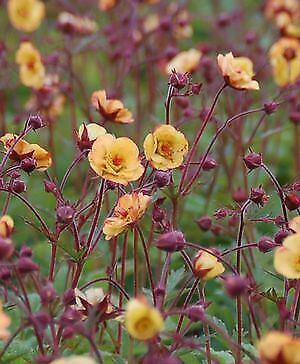 Thumbnail: Geum 'MaiTai'  Avens  , yellow rose flowers