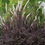 Thumbnail: Actaea simplex 'Black Negligee'