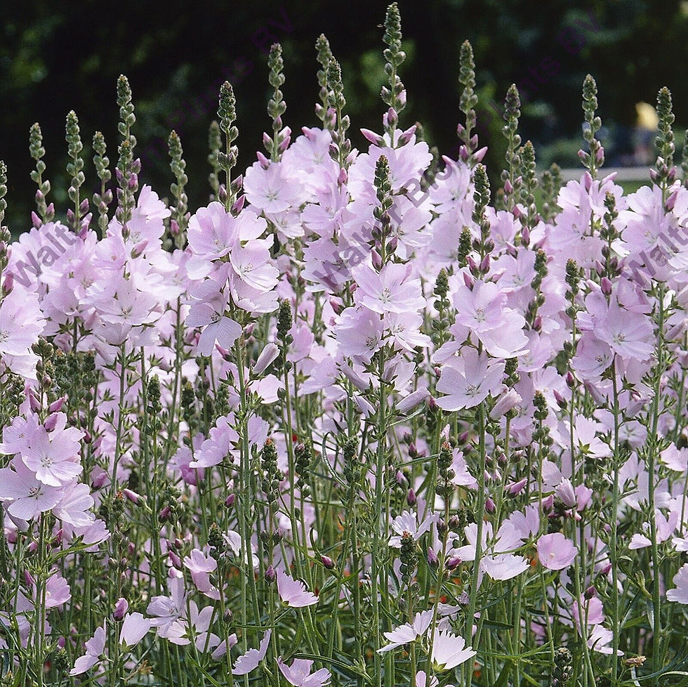 Sidalcea 'Loveliness' Prairie Mallow , silver pink flowers summer