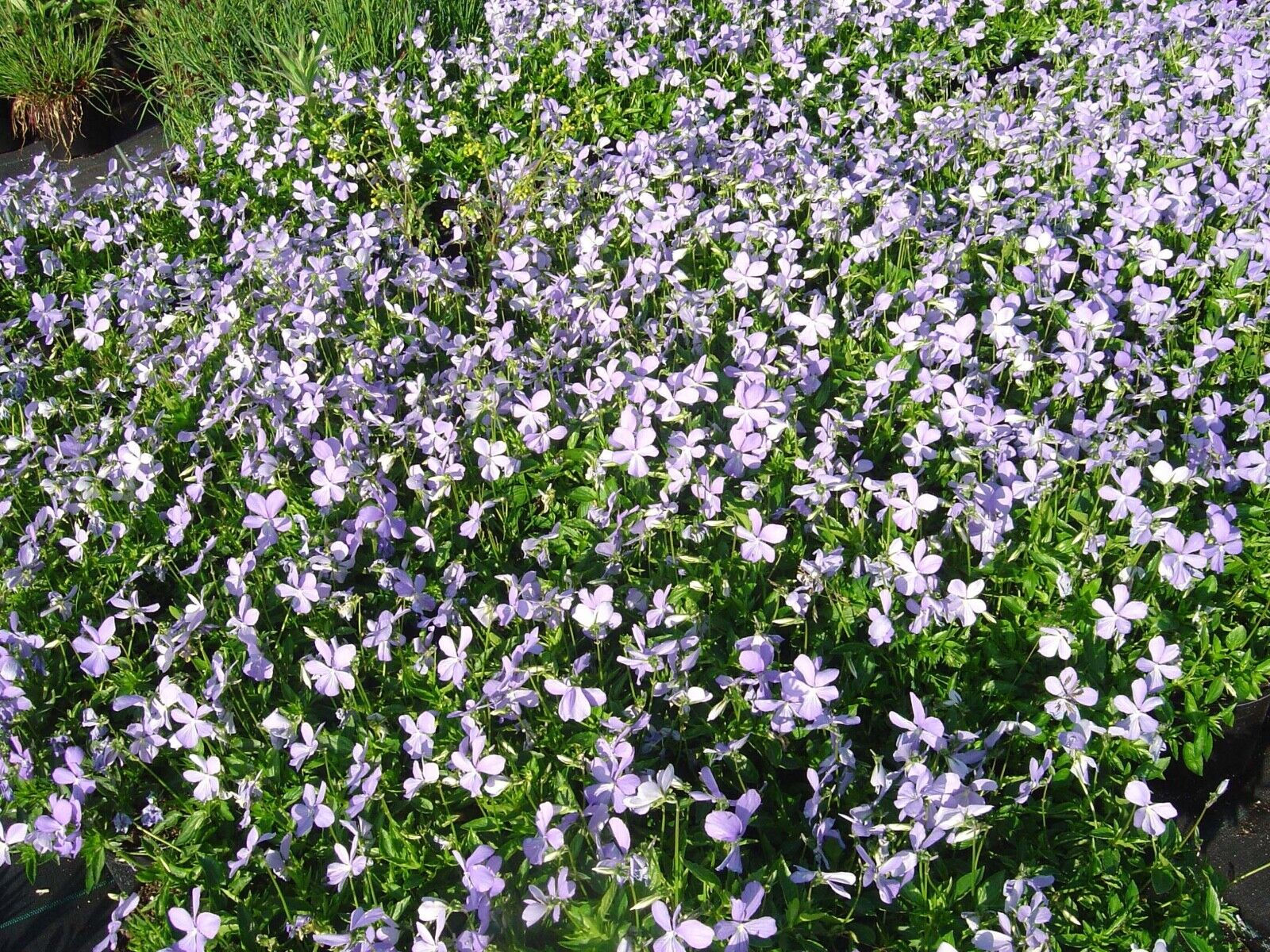 Viola cornuta  Horned Pansy   spreading evergreen with blue flowers