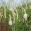 Thumbnail: Sanguisorba tenuifolia 'Alba'   White Burnet  tall with catkin flowers