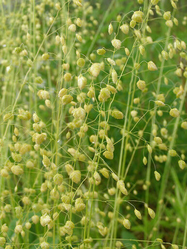 Thumbnail: Briza media 'Golden Bee'  Divisions  Quaking Grass