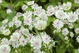 Astrantia major-9cm pot