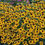 Thumbnail: Rudbeckia fulgida 'ViettesLittle Susie'or Little Goldstar' , compact
