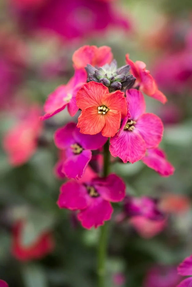 Thumbnail: Erysimum 'Red Jep'