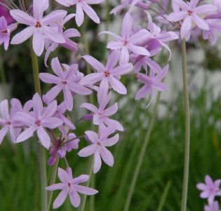 Thumbnail: Tulbaghia violacea -9cm pot