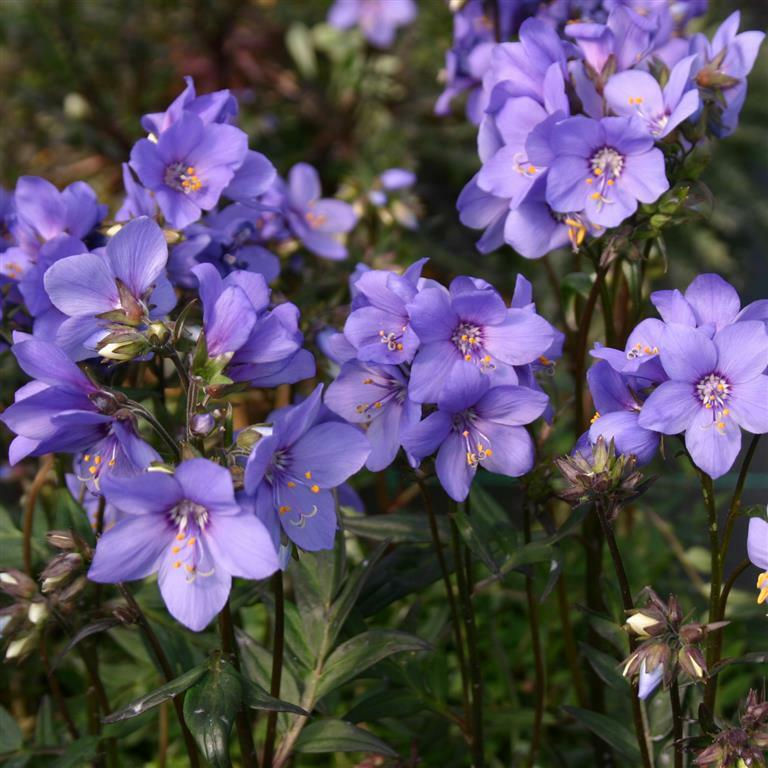 Polemonium 'Bressingham Purple'  Jacob's Ladder , purple flower