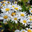 Thumbnail: Leucanthemum collection : our choice of  3 different varieties