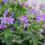 Thumbnail: Geranium sylvaticum 'Mayflower'  Wood Cranesbill  blue native perennial