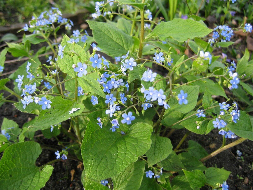 Brunnera macrophylla 'Summertime' amazing Siberian Forgetmenot