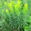 Thumbnail: Euphorbia palustris