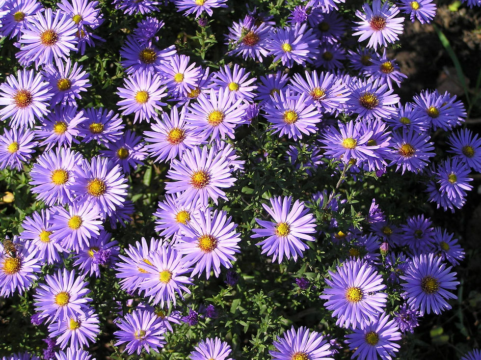 Aster novibelgii Wild New York Aster pack of 3 divisions, autumn flowering