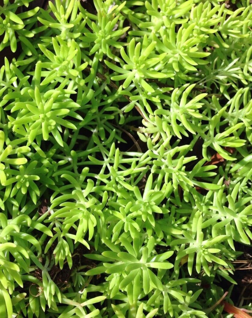 Sedum sediforme 'Angelina' Pale stonecrop,lime to bronze