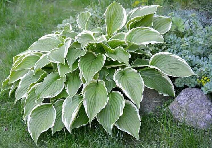 Hosta Francee