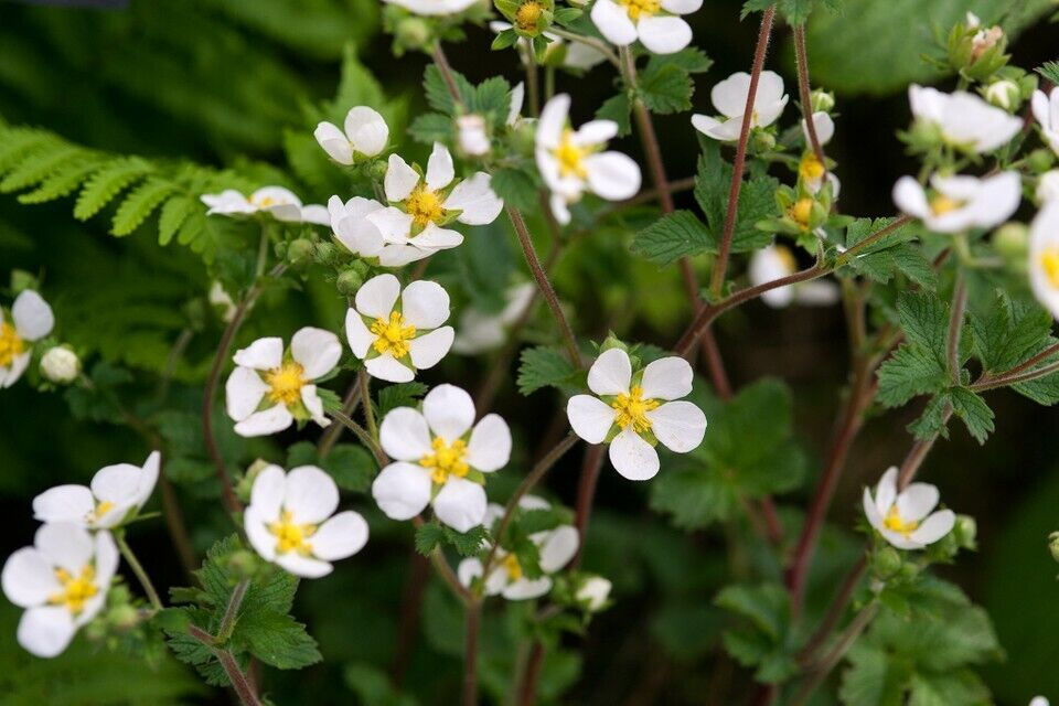 Potentilla alba Whiteflowered cinquefoil