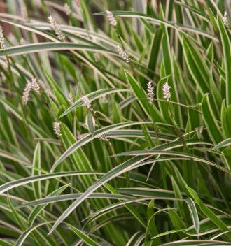 Thumbnail: Carex morrowii ‘Ice Dance’-9cm pot