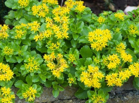 Thumbnail: Sedum kamtschaticum-9cm pot
