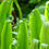 Thumbnail: Phyllitis scolopendrium - Hart's Tongue Fern, 3 young plants