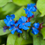 Thumbnail: Ceratostigma plumbaginoides -9cm pot