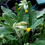 Thumbnail: Primula veris (Cowslip) bareroot -9cm pot