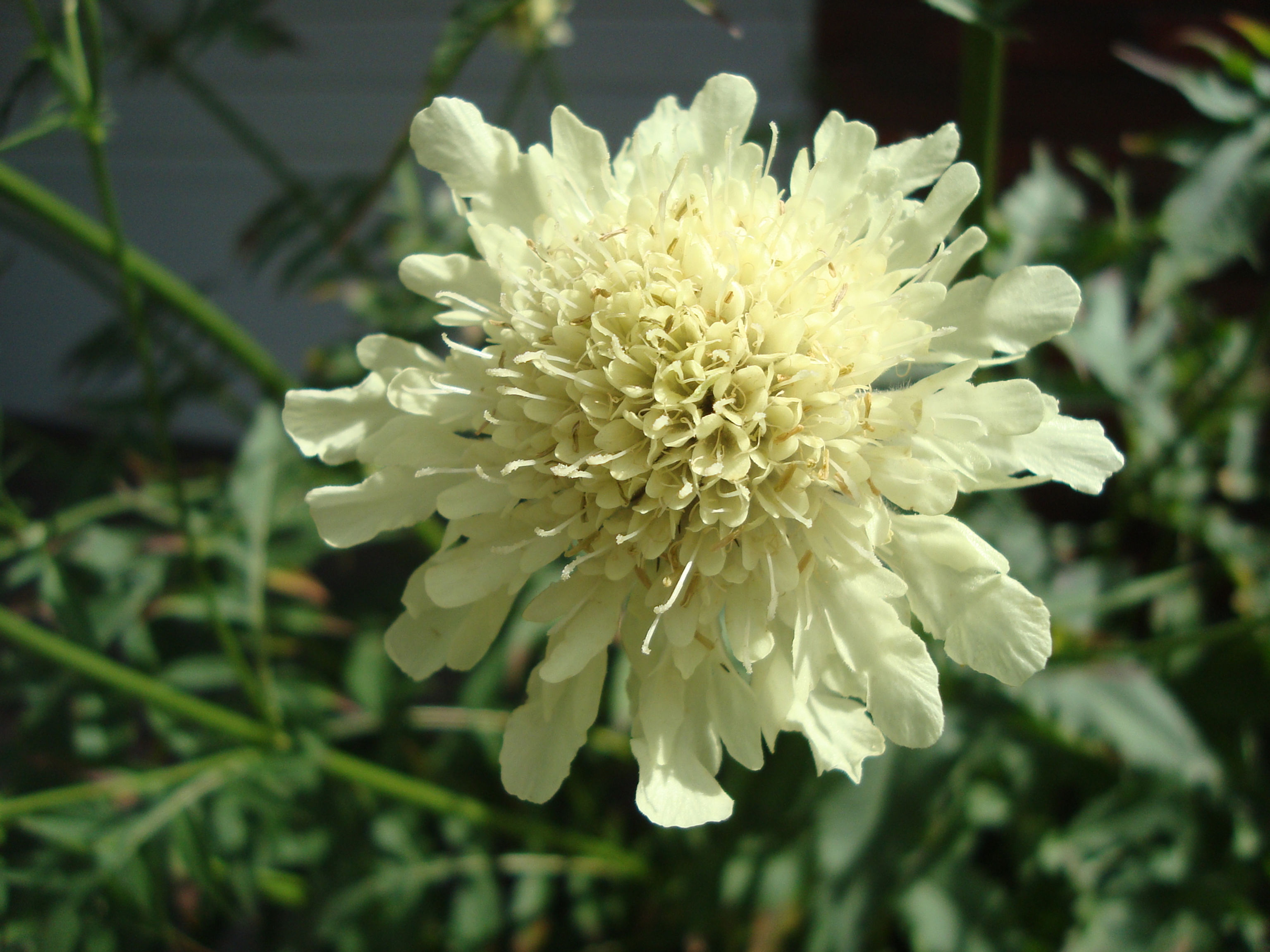 Cephalaria dipsacioides,-Dainty giant scabious 9cm pot