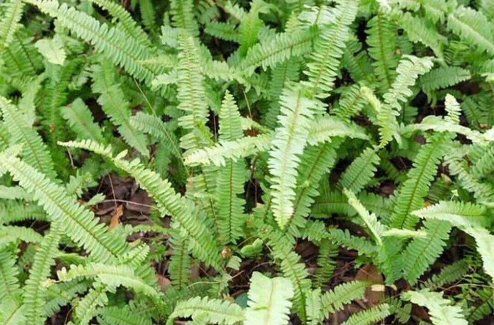 Thumbnail: Fern Collection  5 mixed evergreen Ferns