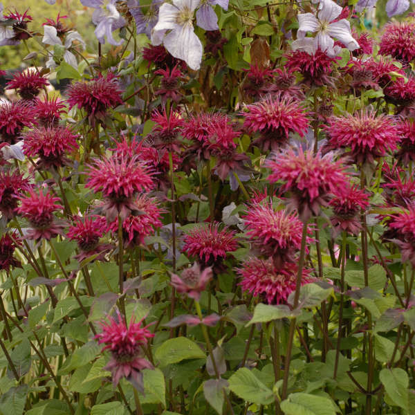 Thumbnail: Monarda 'Fireball'  Bee Balm 9cm bright raspberry red flowers