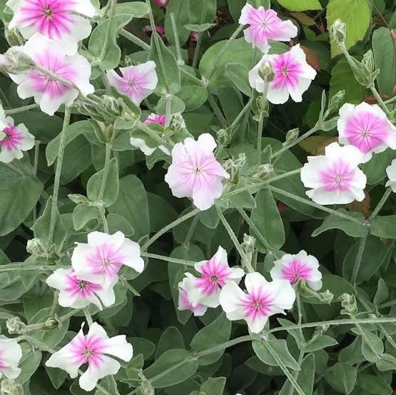 Thumbnail: Lychnis coronaria Oculata
