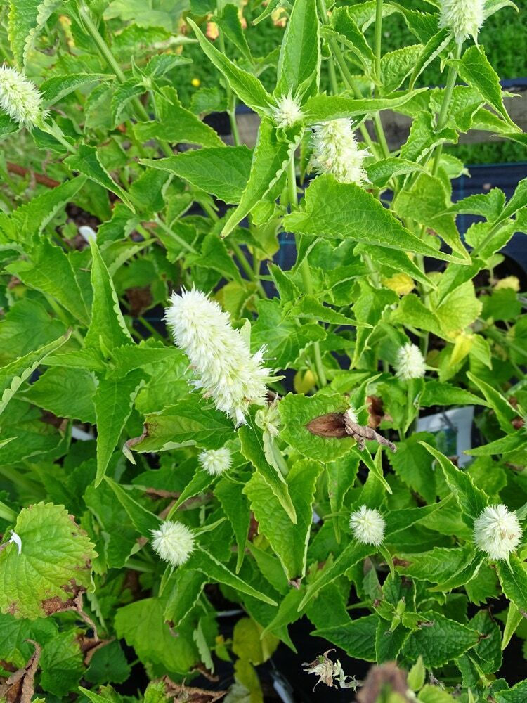Thumbnail: Agastache rugosa 'Liquorice White'