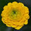 Thumbnail: Ranunculus constantinopolitanus 'Plenus' Bulbous buttercup