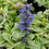 Thumbnail: Ajuga reptans 'Variegata'  Carpet Bugle , creeping evergreen blue flower