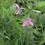 Thumbnail: Chamaenerion dodonaei  Dodoen's Willowherb , pink purple flower upright