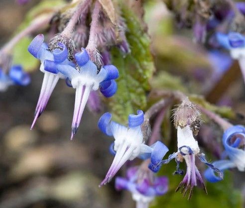 Thumbnail: Trachystemon orientalis-9cm pot