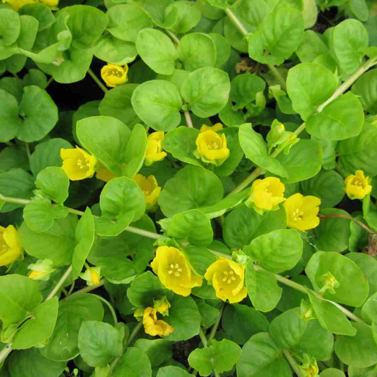 Lysimachia nummularia Creeping Jenny , groundcover yellow flowers pond