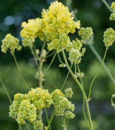 Thumbnail: Thalictrum flavum glaucum  Meadow Rue, strong divisions
