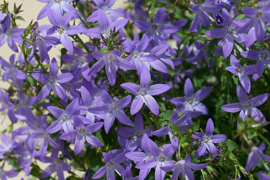 Campanula poscharskyana Trailing Bellflower, spreading blue - Pack of 5