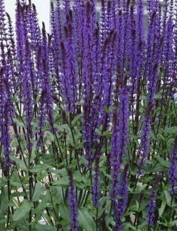 Salvia nemorosa 'Caradonna' Balkan Clary s, upright purple flowers