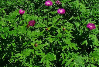 Centaurea dealbata 'Steenbergii' knapweed pink purple flower