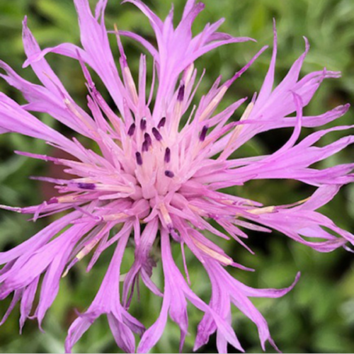 Thumbnail: Silver Leaves for Sun Collection  30 x s  our choice of plants for sun
