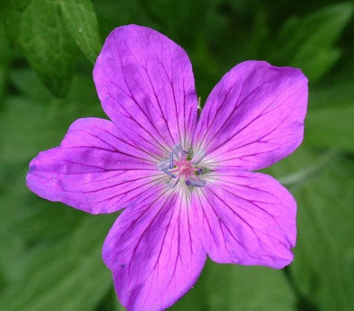 Geranium palustre -9cm pot