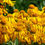 Thumbnail: Helenium hoopesii   Owl's Claws  bright yellow daisylike flowers