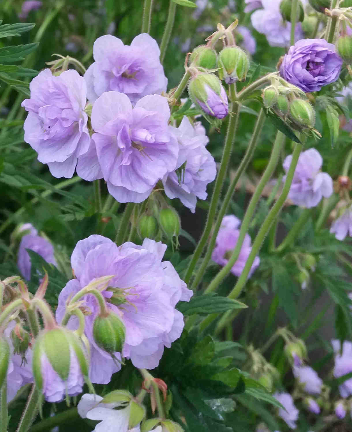 Geranium pratense 'Cloud Nine divisions -9cm pot