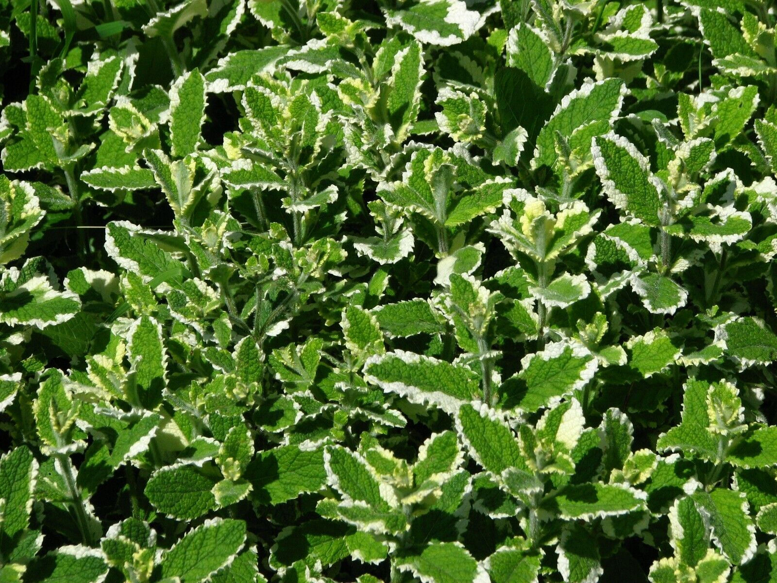 Mentha suaveolens 'Variegata' Variegated Apple Mint , green cream leaf