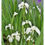 Thumbnail: Boggy garden & Moist ground Collection 5 x s  our choice of plants