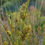 Thumbnail: Juncus pallidus Giant Pale rush